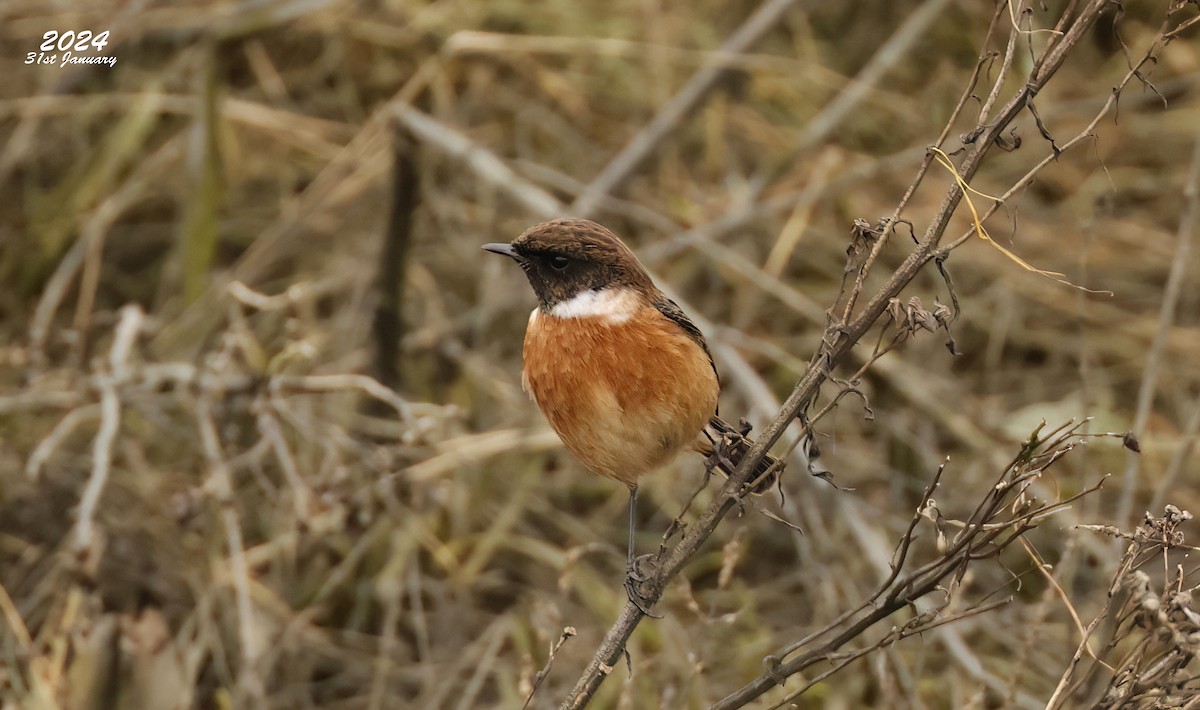 European Stonechat - Pete Merchant