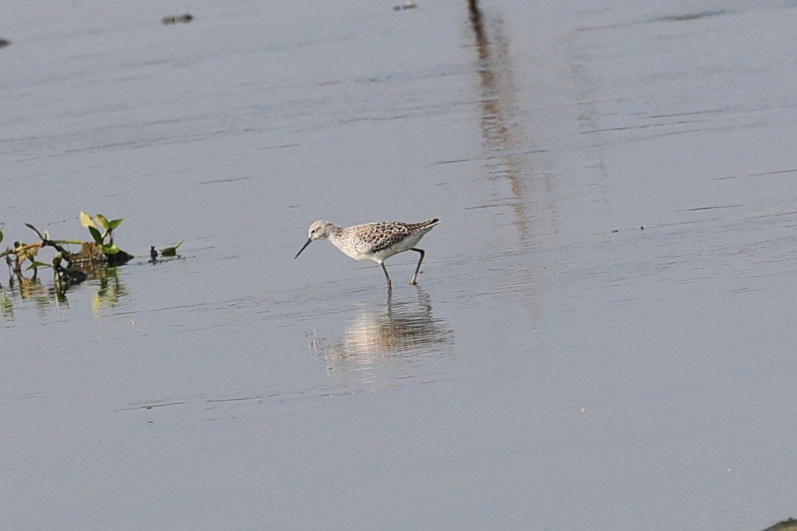 Teichwasserläufer - ML616370574