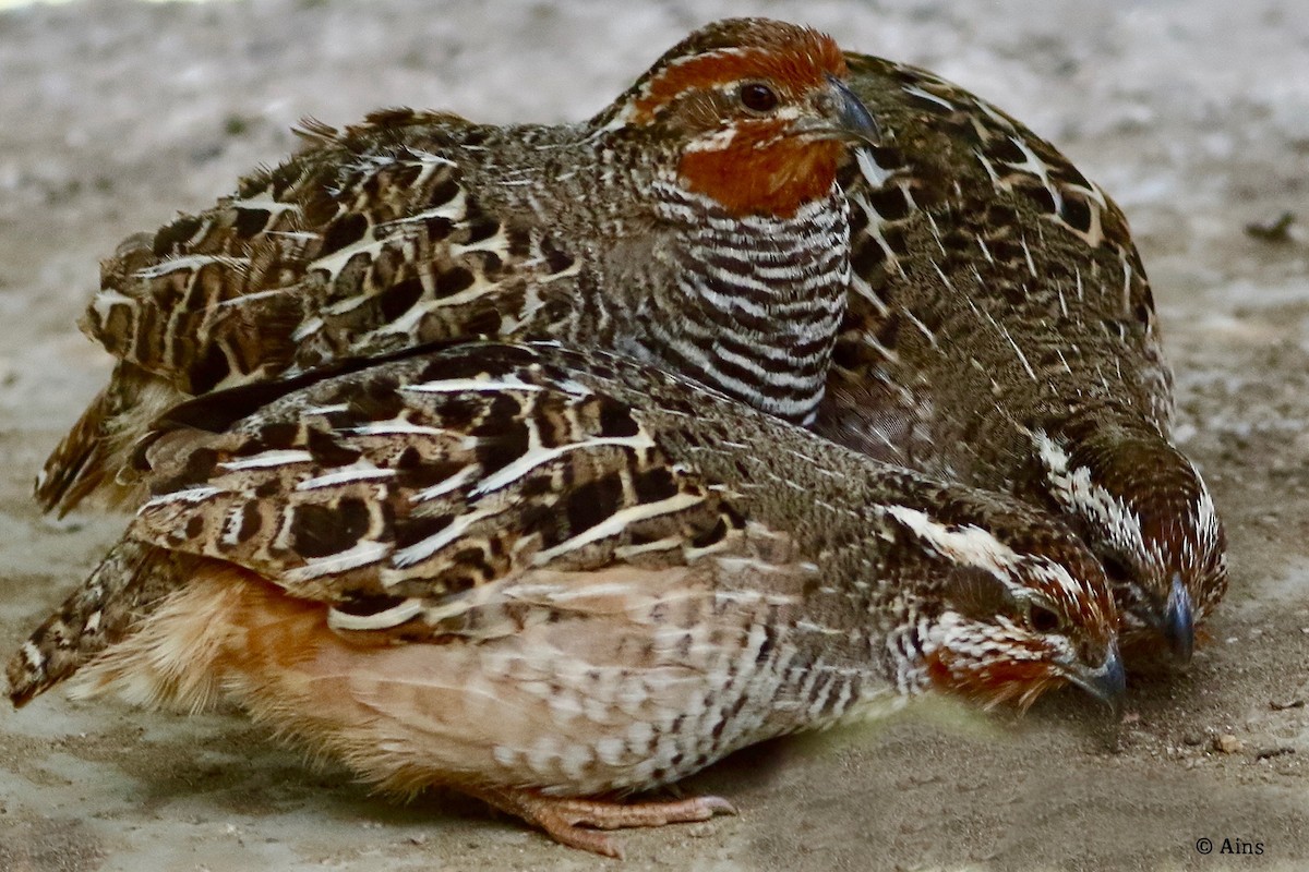 Jungle Bush-Quail - ML616370662