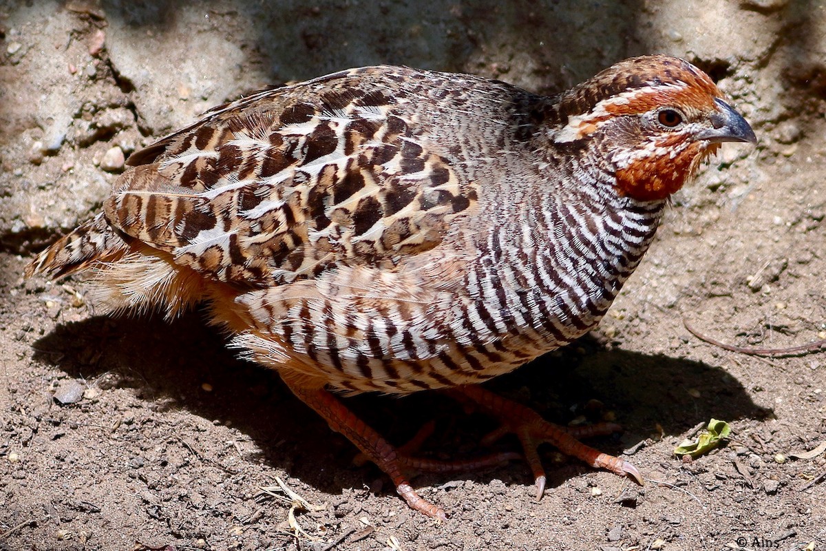 Jungle Bush-Quail - ML616370693