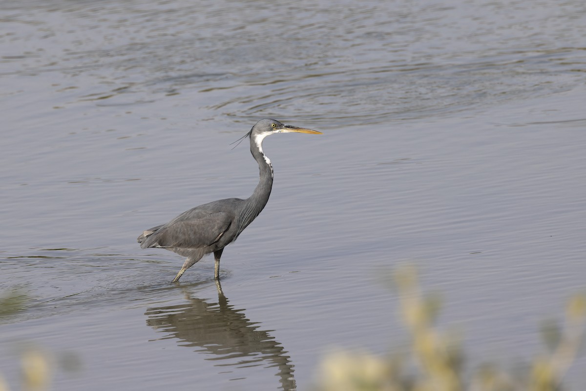 Western Reef-Heron - Delfin Gonzalez