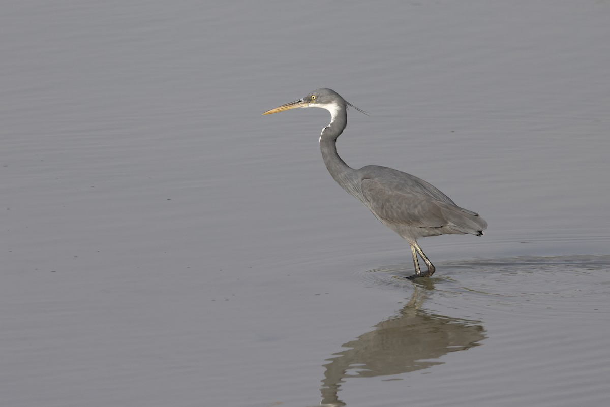 Western Reef-Heron - Delfin Gonzalez