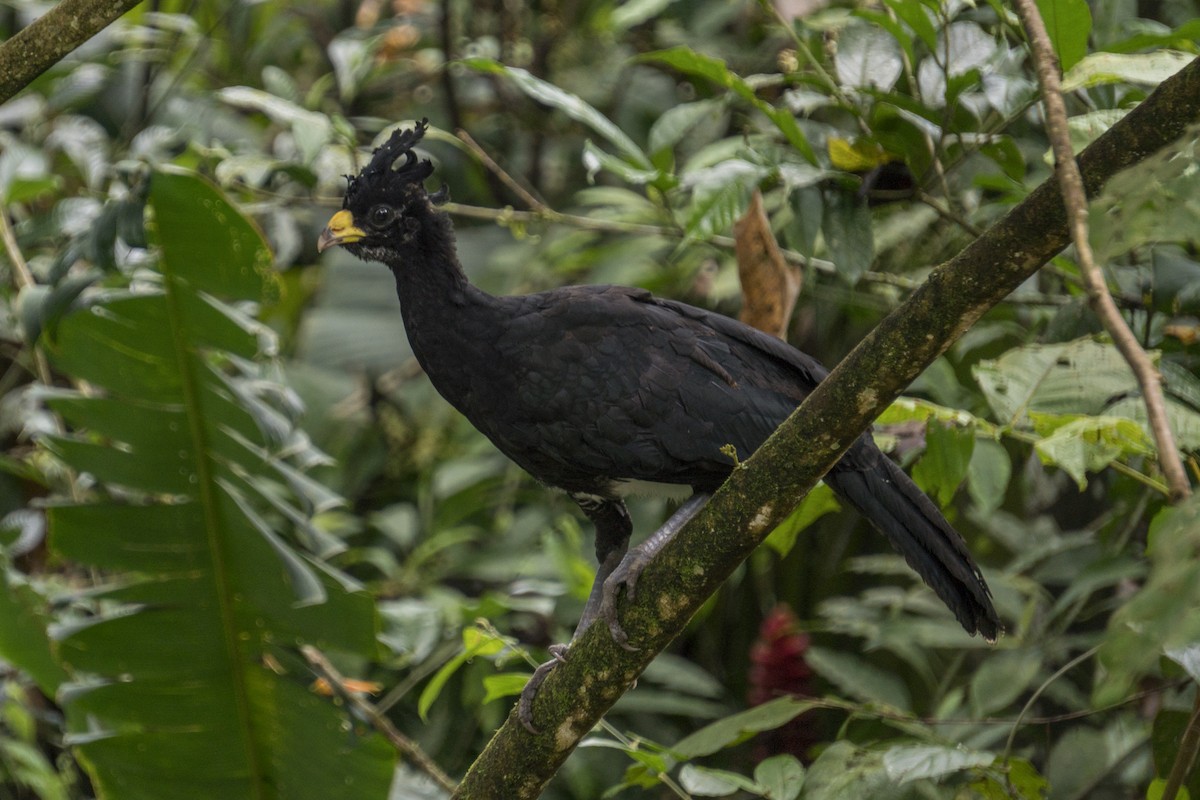 Great Curassow - ML616370723