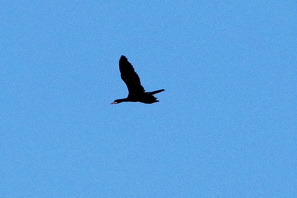 Great Cormorant - ML616370729