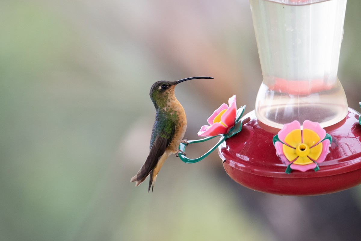 kolibřík aksamitový - ML616370775