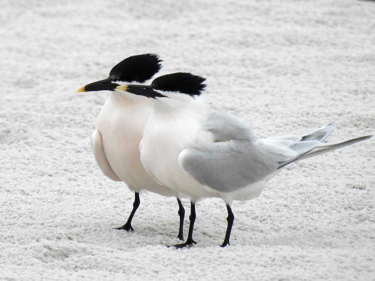 Sandwich Tern - ML616370807