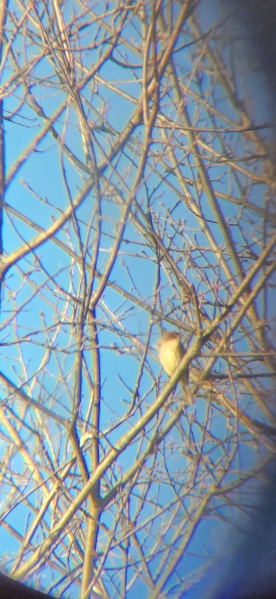 Eastern Phoebe - ML616370855