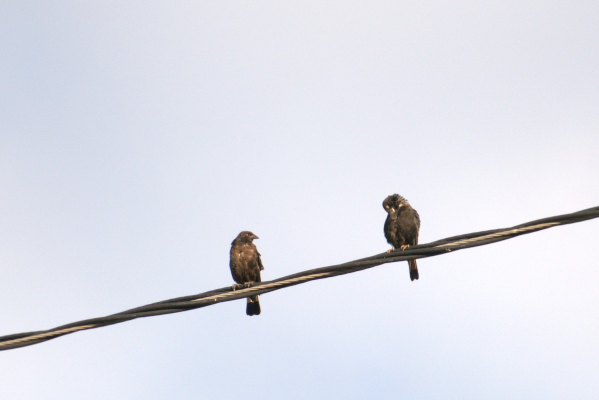 Bronzed Cowbird - ML616370858