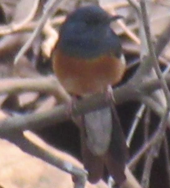 White-rumped Shama - ML616370859