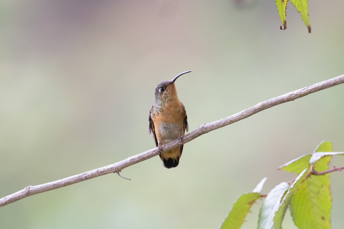 Colibri de Lafresnaye - ML616370869