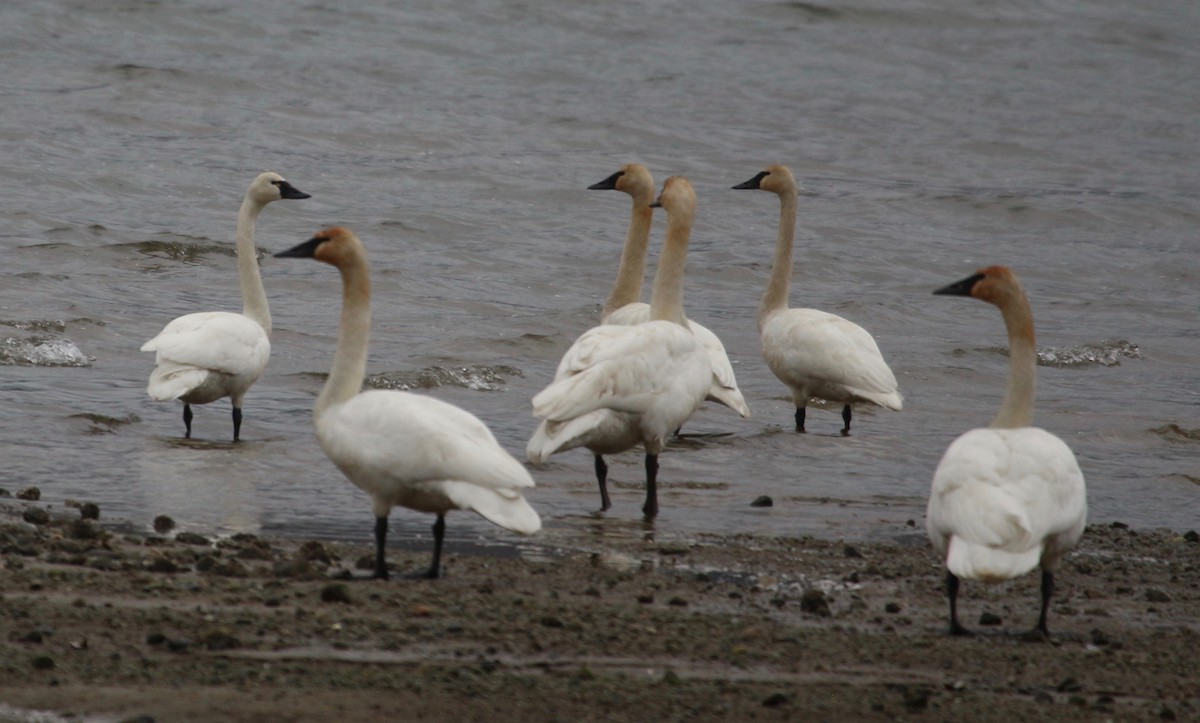 Tundra Swan - ML616370870