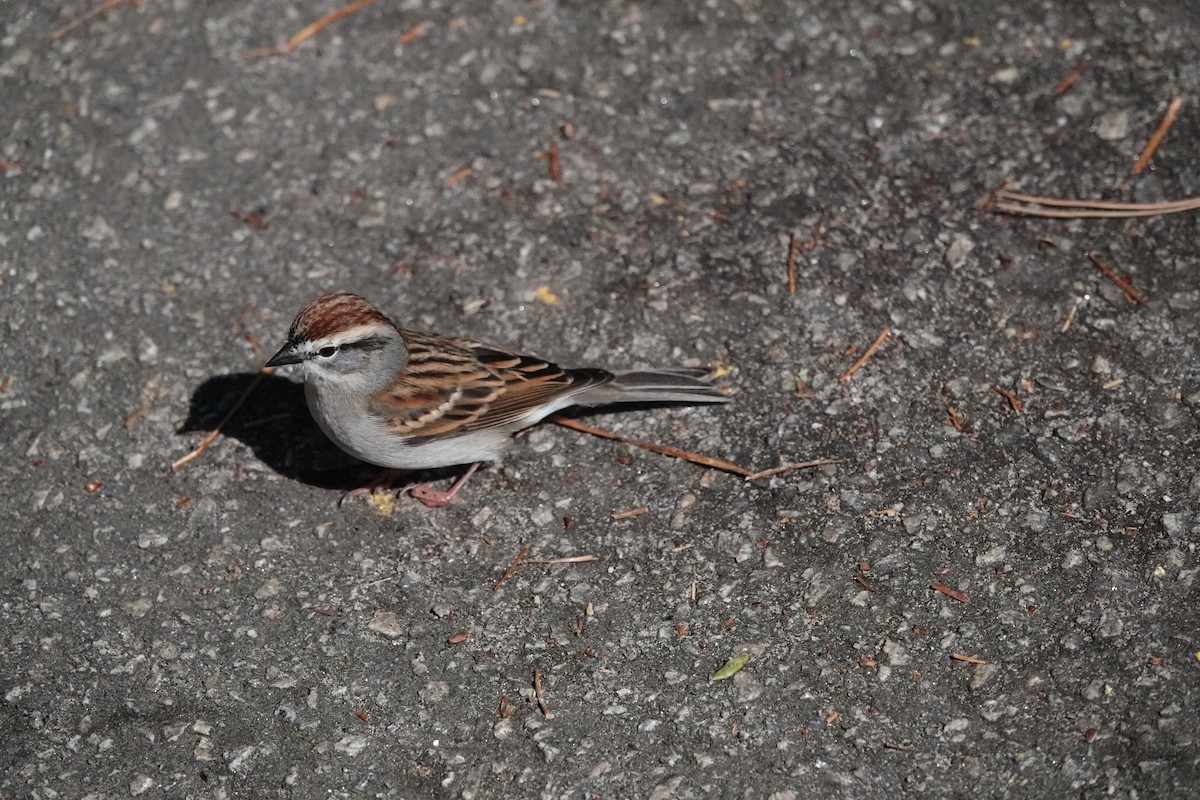 Chipping Sparrow - Mary Kimberly