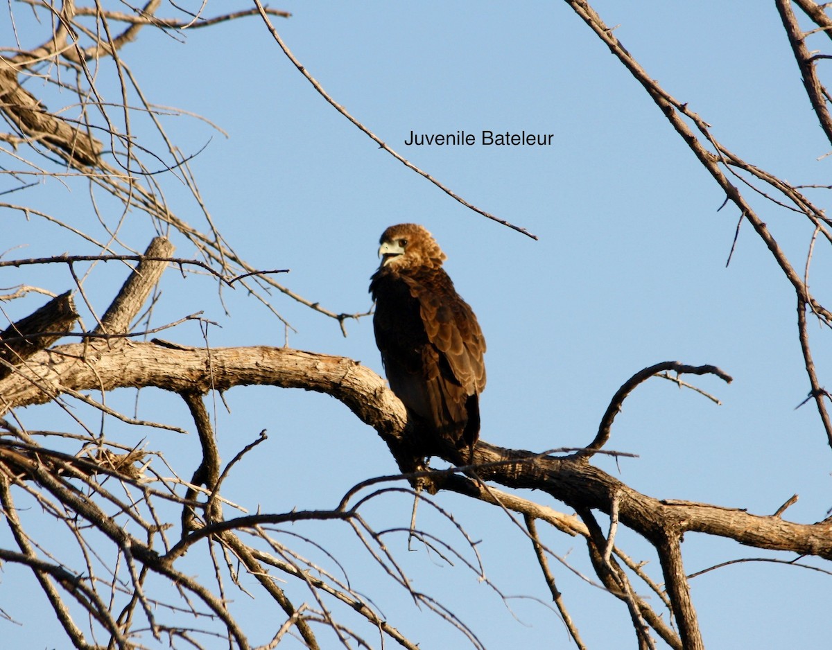 Bateleur - ML616370933