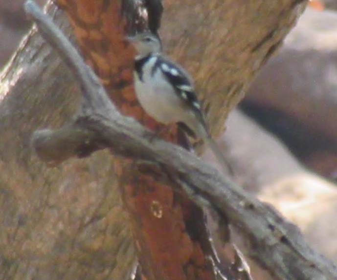 Forest Wagtail - ML616371018