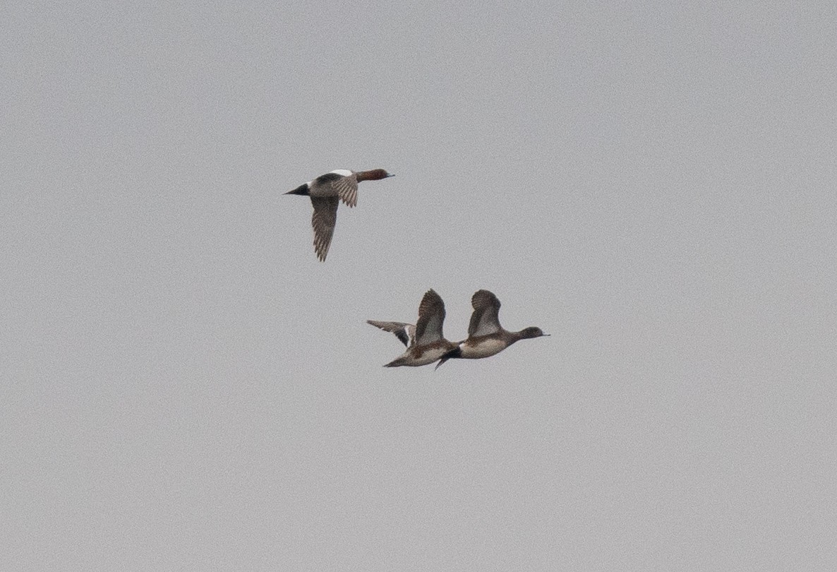 Eurasian Wigeon - ML616371087