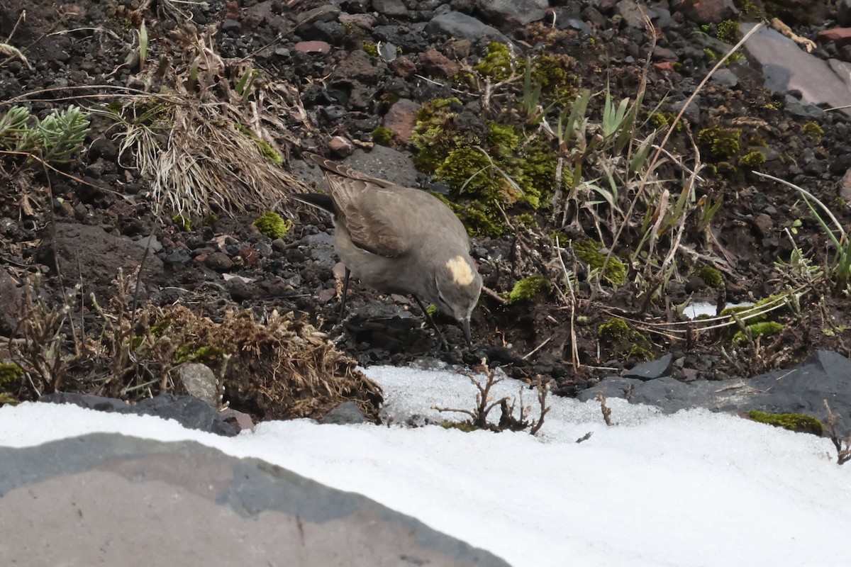 Ochre-naped Ground-Tyrant - ML616371103