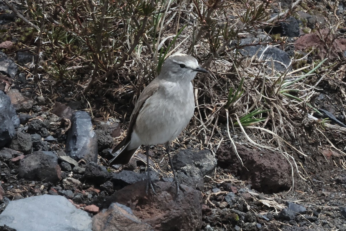 Ochre-naped Ground-Tyrant - Francis Whitney