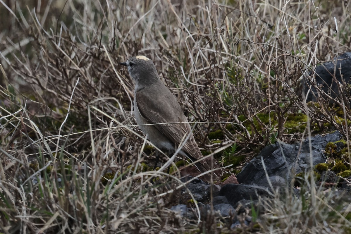 Ochre-naped Ground-Tyrant - ML616371105