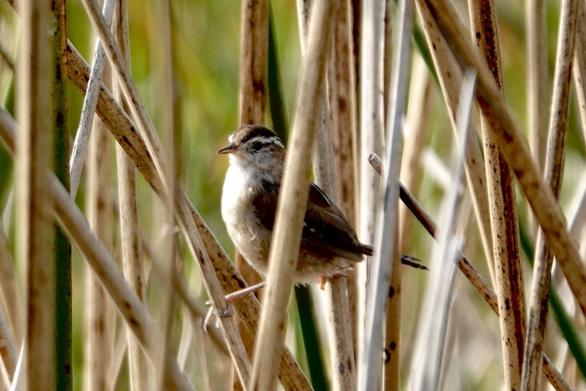 Marsh Wren - ML616371122