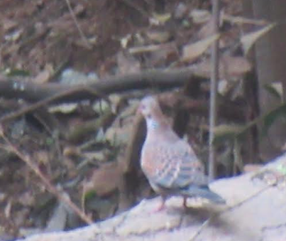 Oriental Turtle-Dove - ML616371130