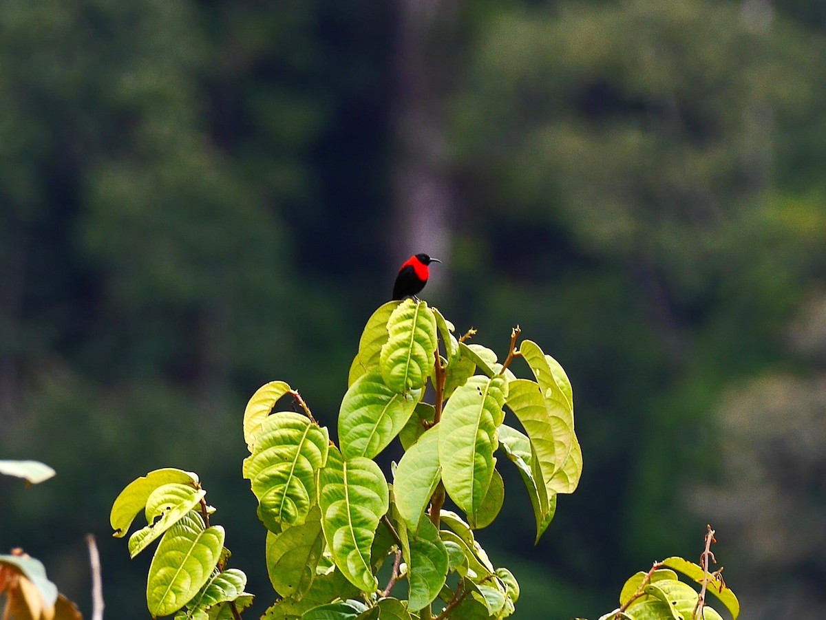 Red-collared Myzomela - ML616371131