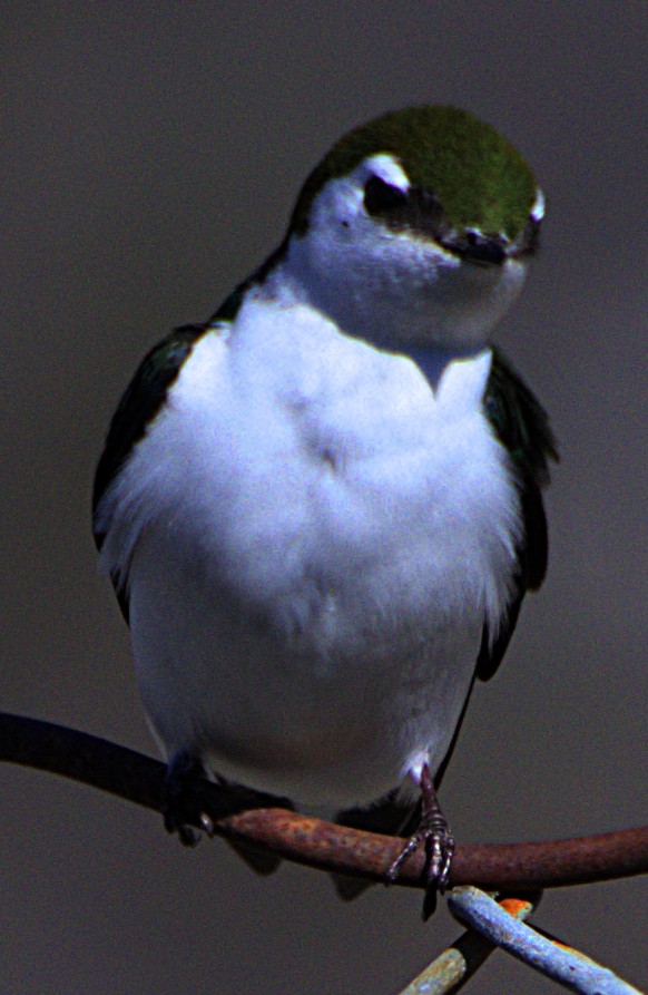 Hirondelle à face blanche - ML616371141