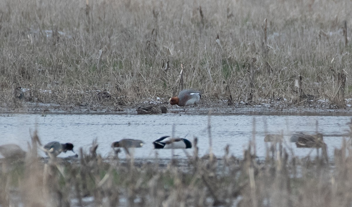 Eurasian Wigeon - ML616371150