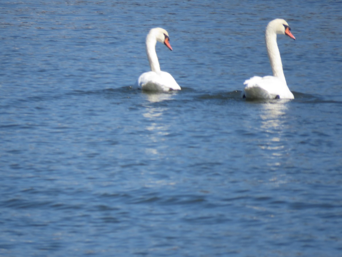 Cigno reale - ML616371162
