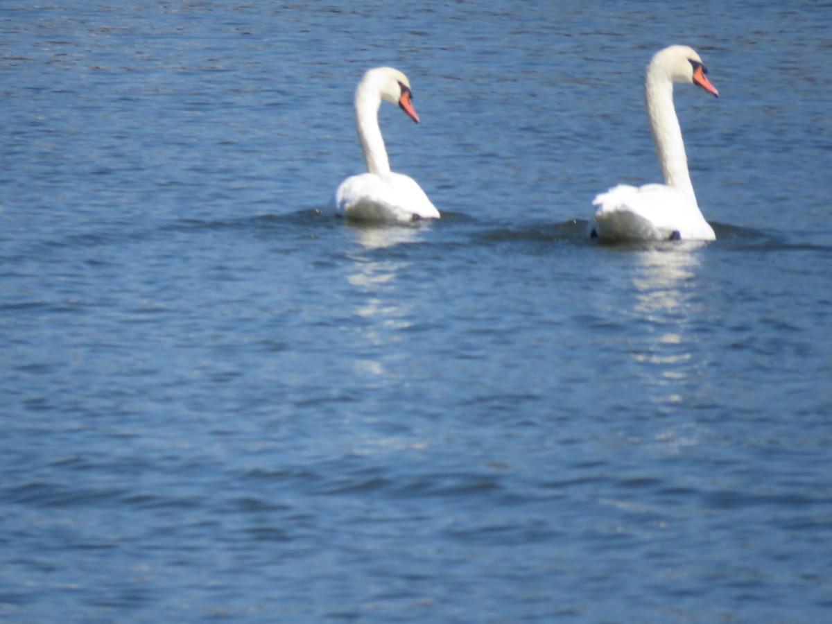 Mute Swan - ML616371162