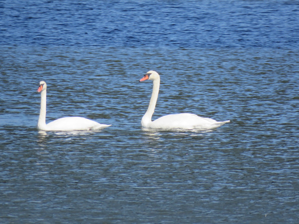Cigno reale - ML616371164
