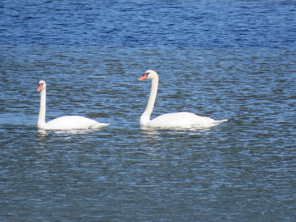 Mute Swan - ML616371164