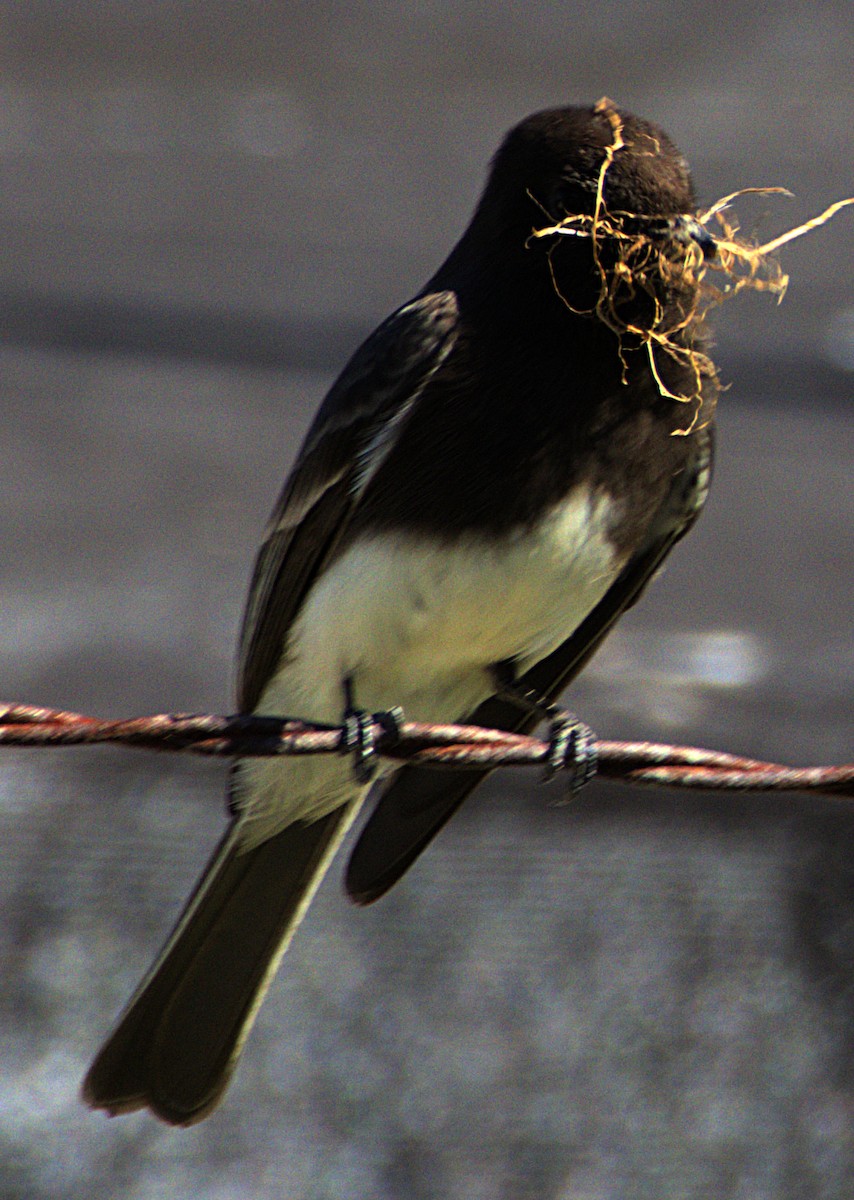 Black Phoebe - ML616371181