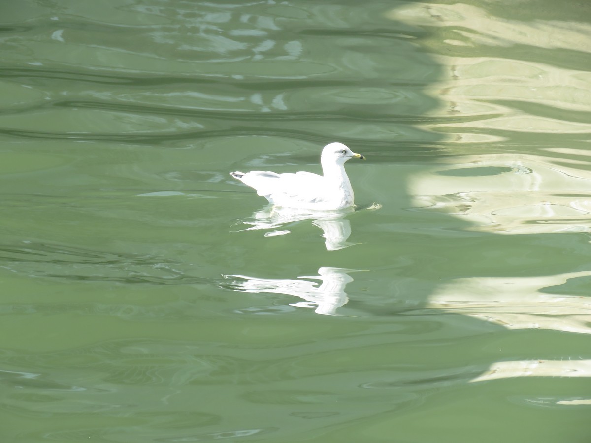 Ring-billed Gull - ML616371196