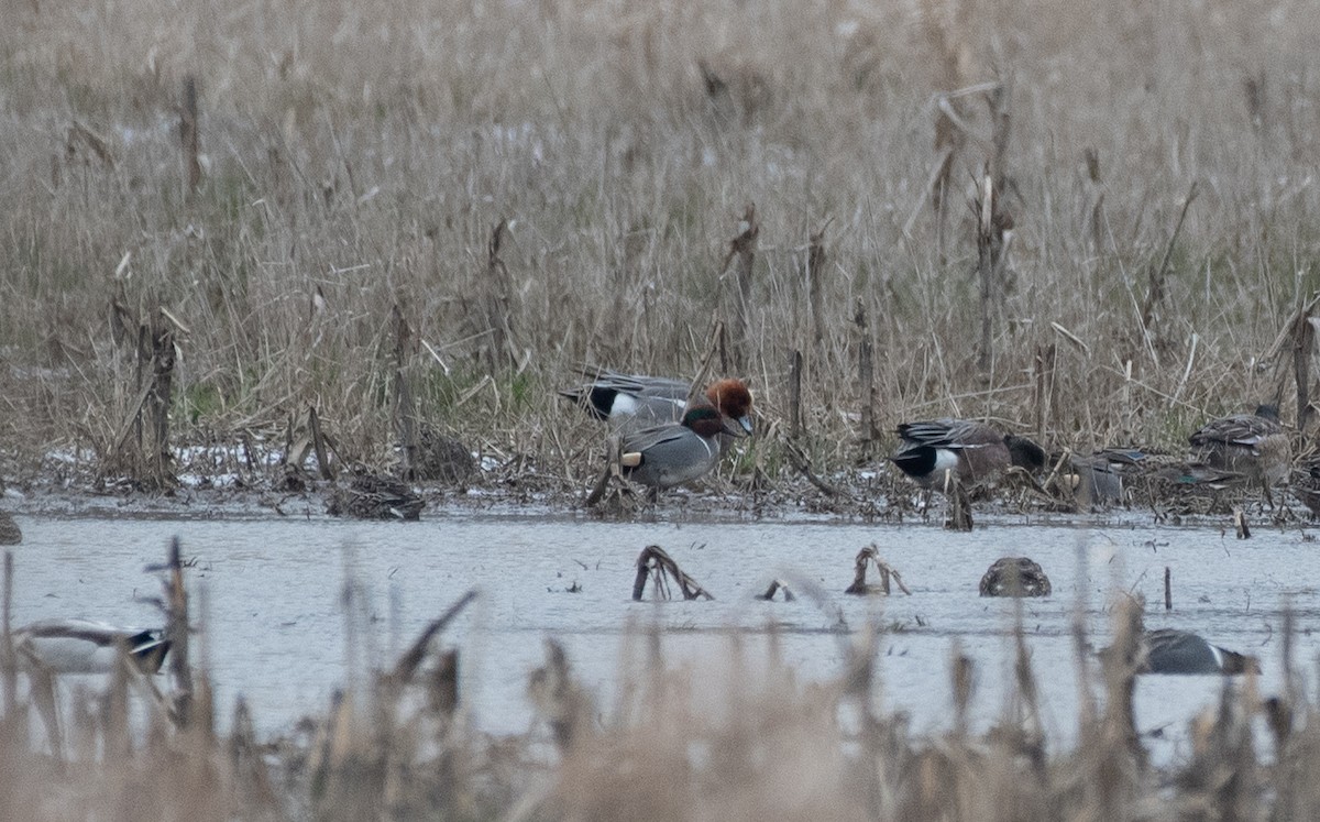 Eurasian Wigeon - Henry  Trimpe