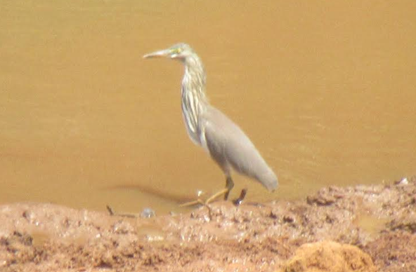 Indian Pond-Heron - ML616371205