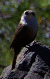 Canyon Wren - ML616371217