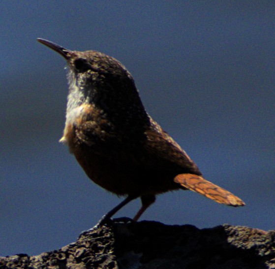 Canyon Wren - Andrew Melnick