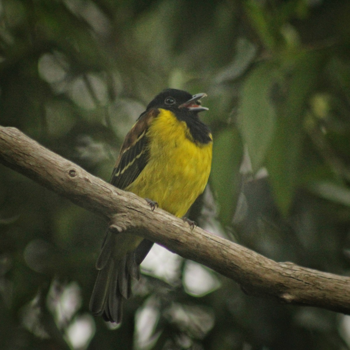 Cotinga coqueluchon - ML616371223