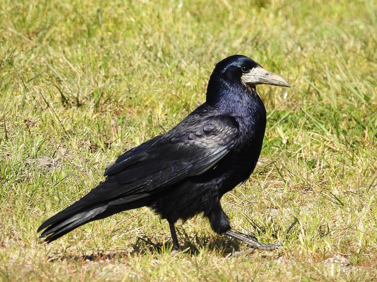 Corbeau freux - ML616371231