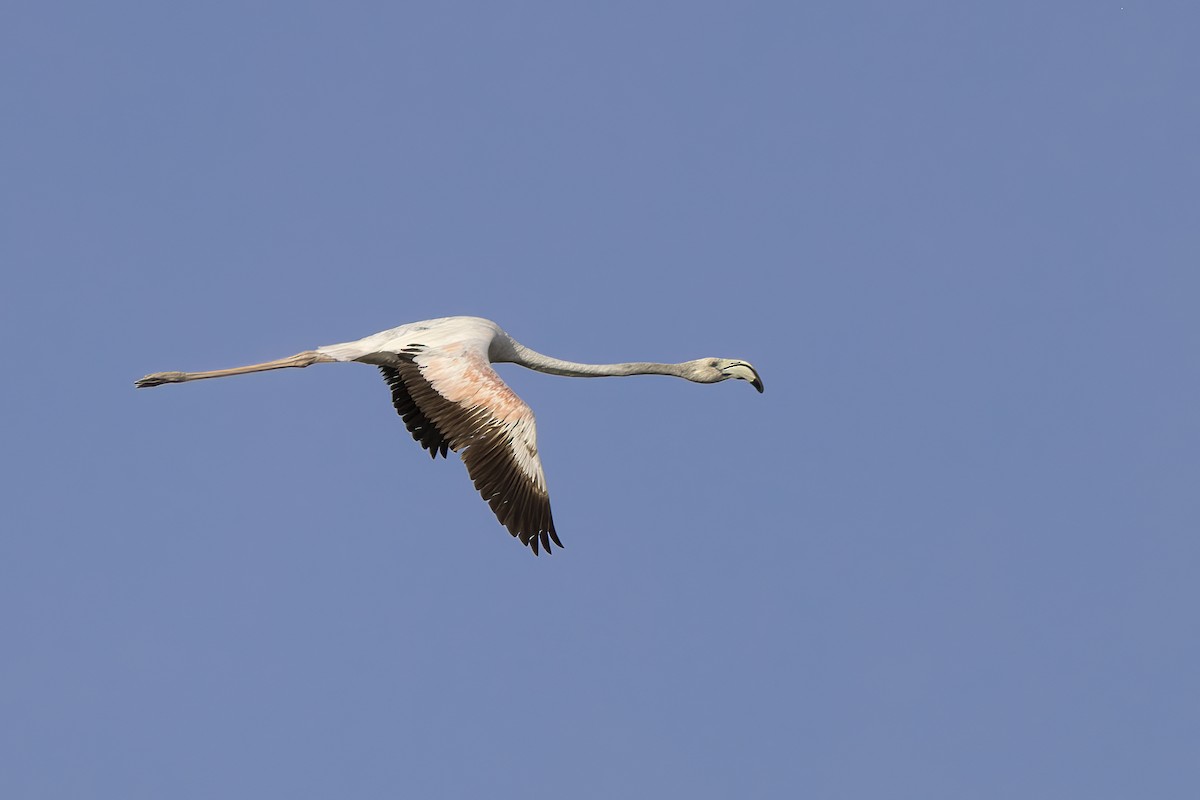 Greater Flamingo - Delfin Gonzalez