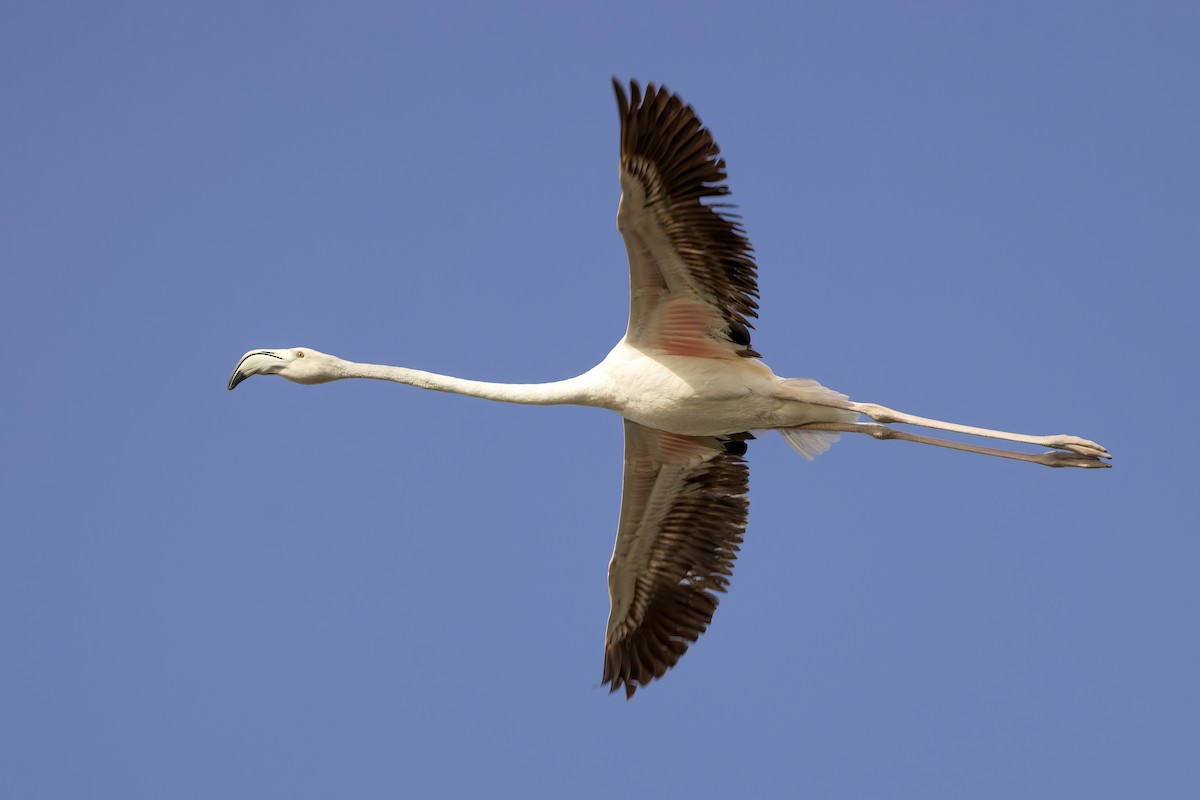 Greater Flamingo - Delfin Gonzalez