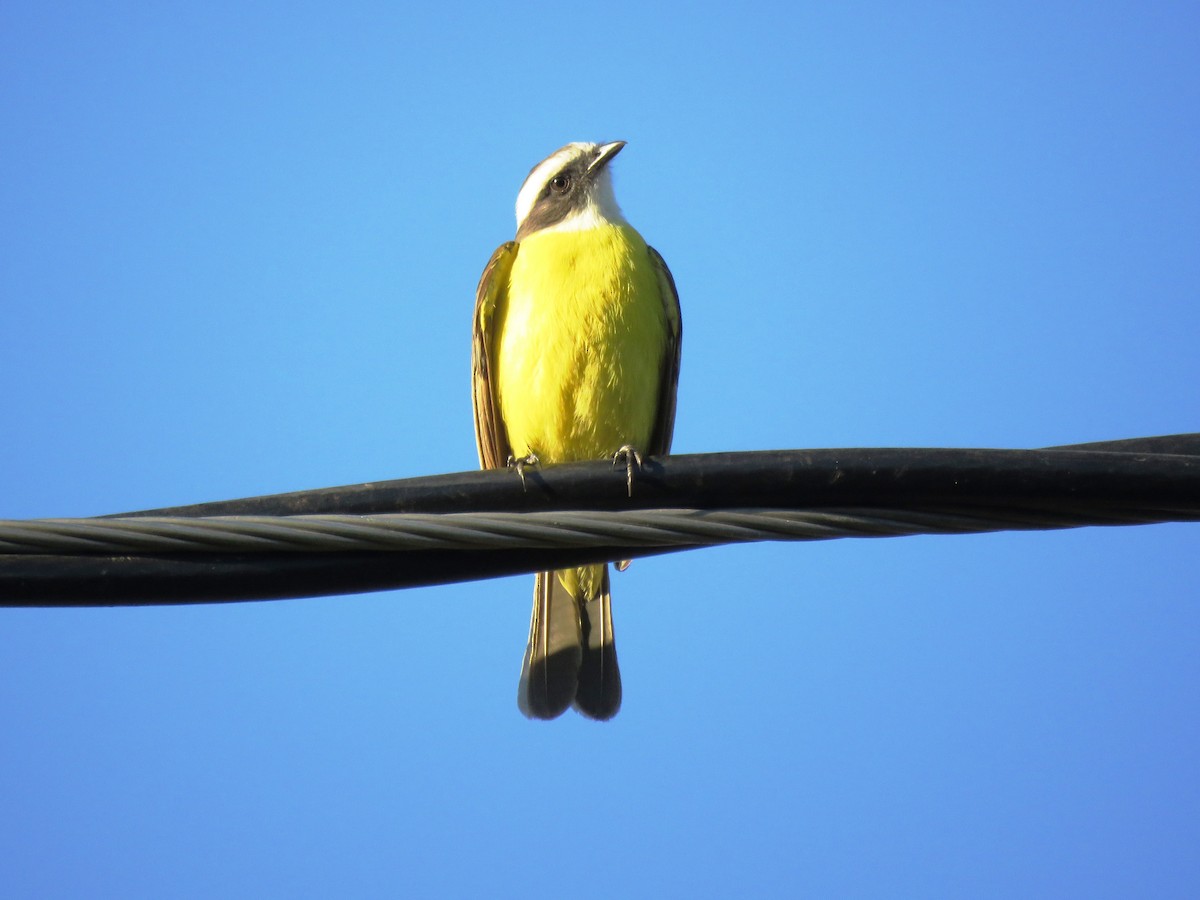 Social Flycatcher - ML616371307