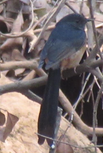 White-rumped Shama - ML616371317