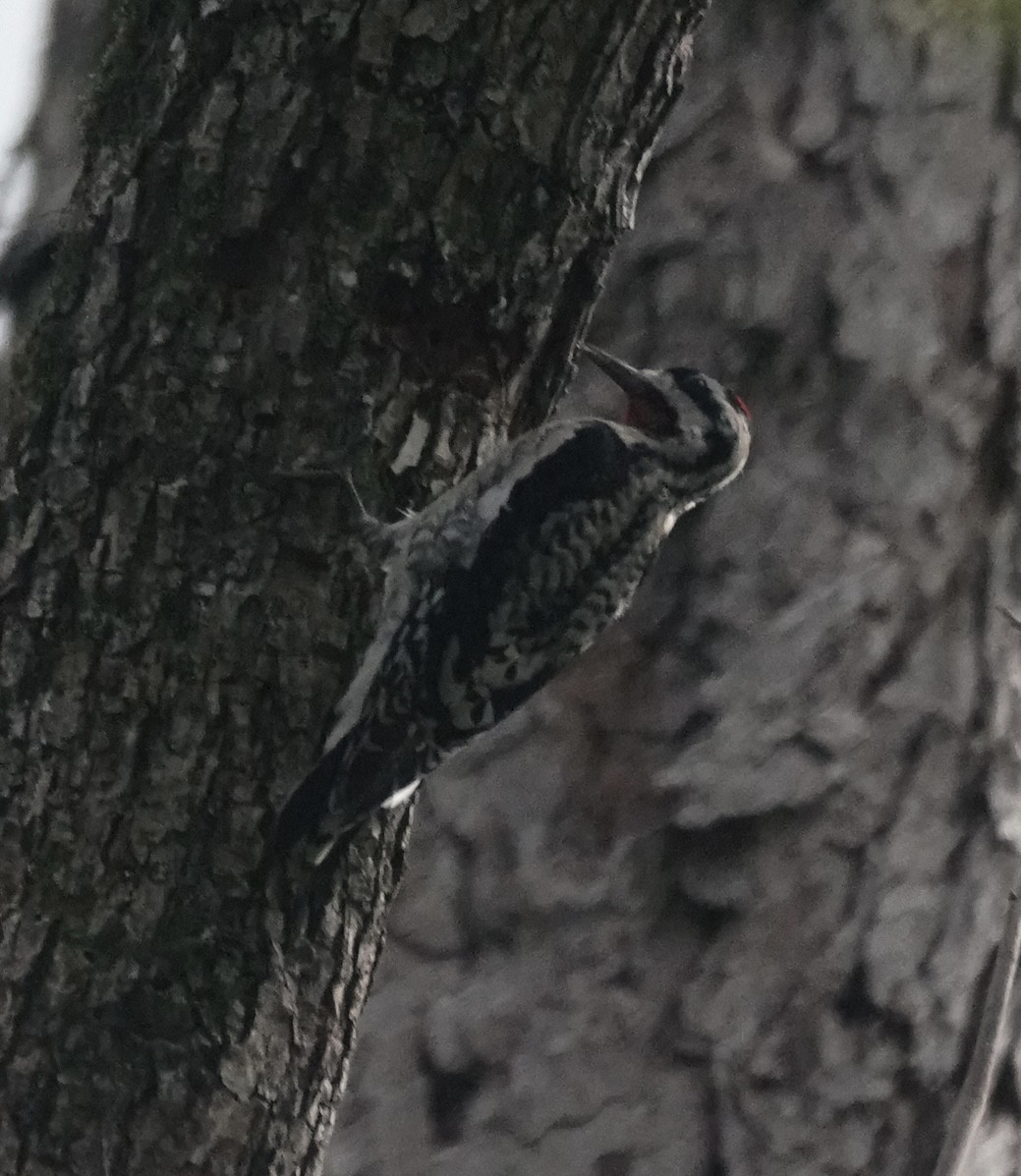 Yellow-bellied Sapsucker - Mary Kimberly