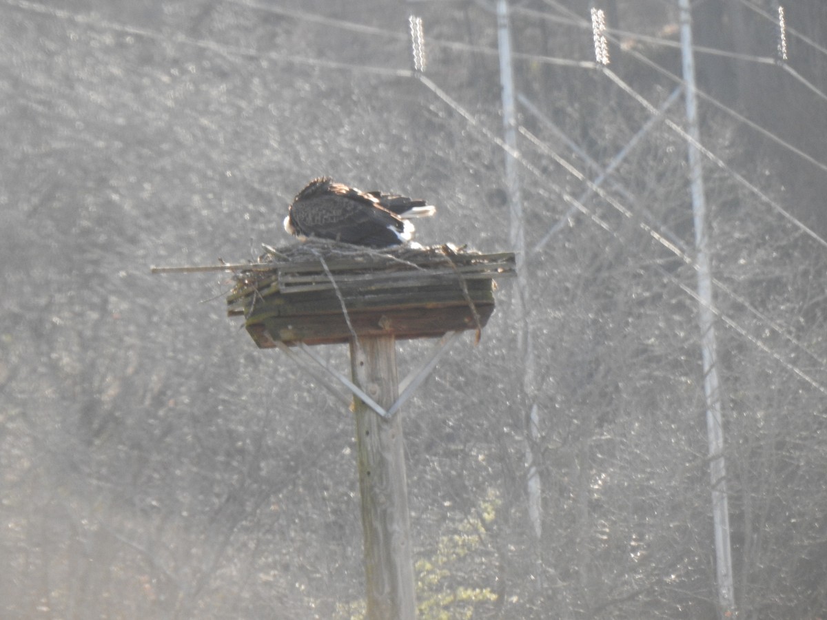 Bald Eagle - Don Clark