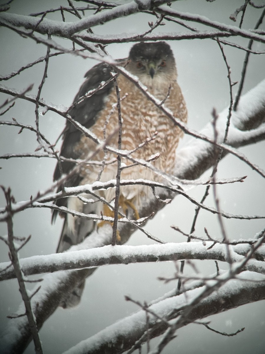 Cooper's Hawk - ML616371368