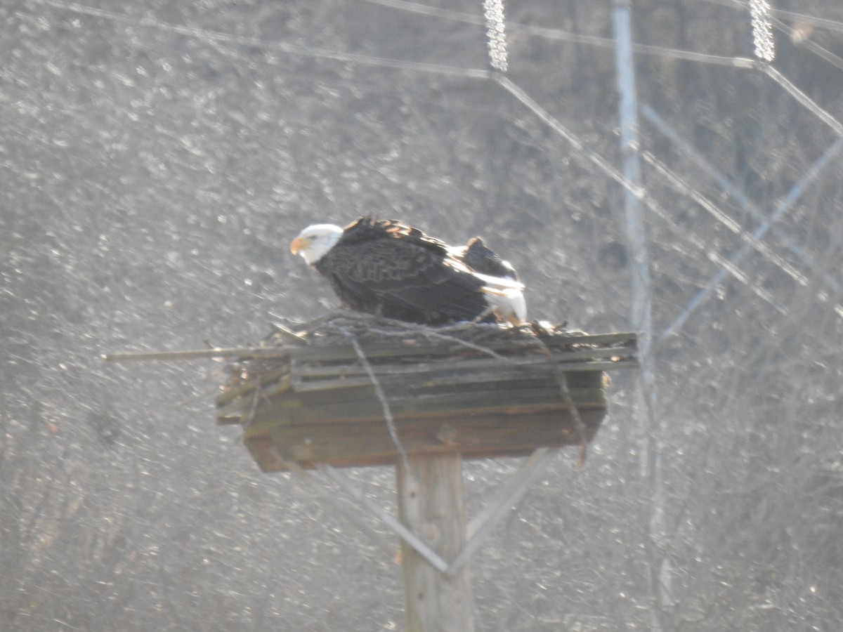 Bald Eagle - ML616371370