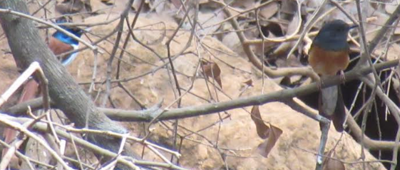 White-rumped Shama - ML616371405