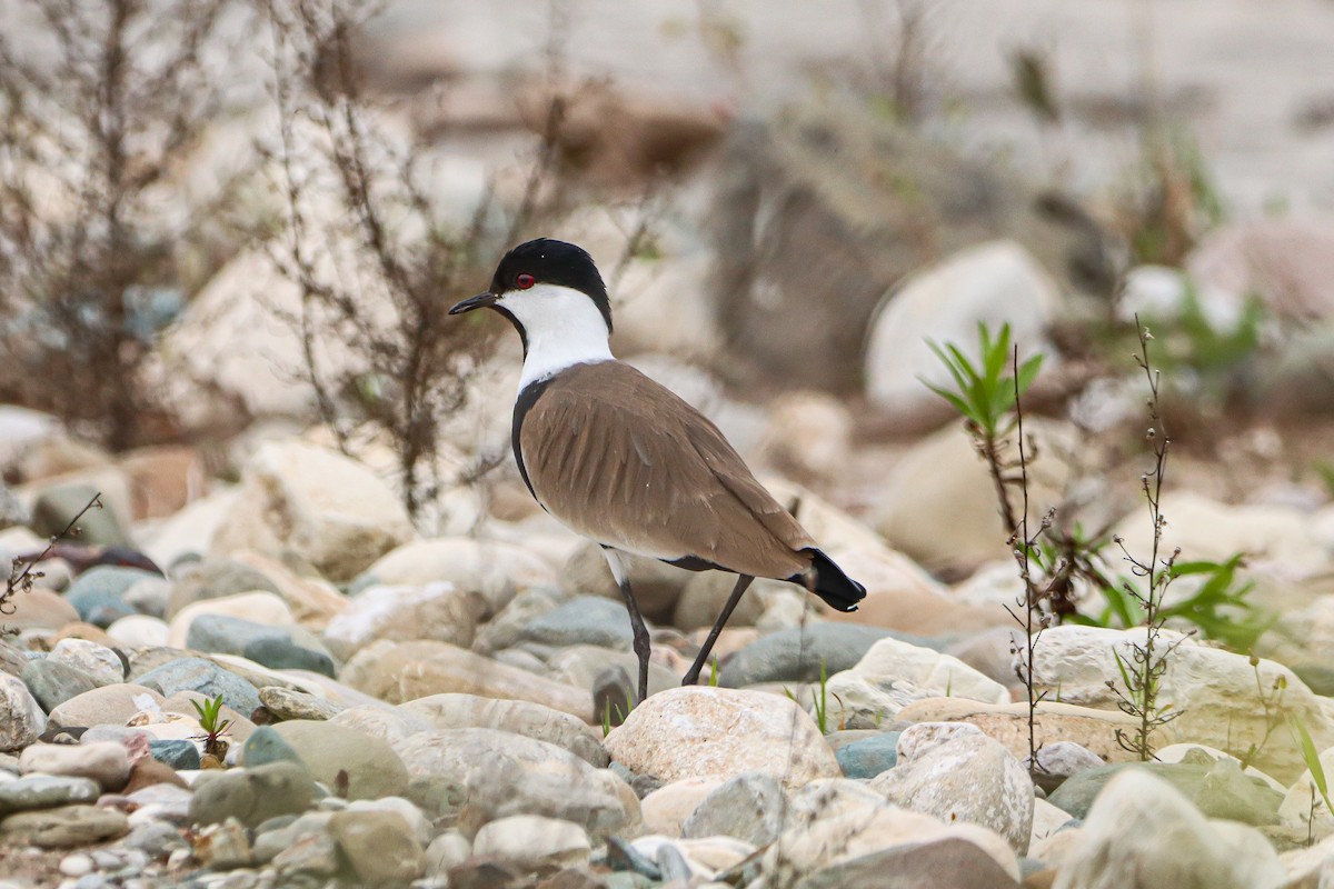 Spur-winged Lapwing - ML616371482