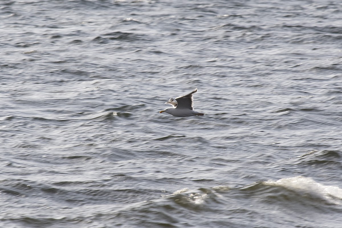 Herring Gull - ML616371485